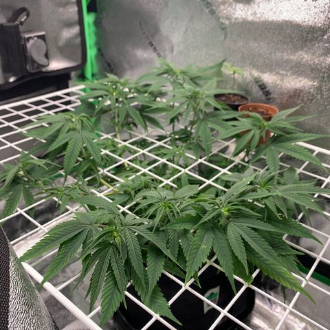 Gorilla Glue growlog timeline photo