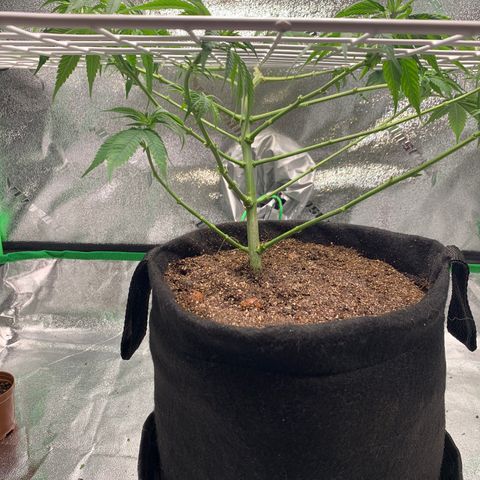 Gorilla Glue growlog timeline photo