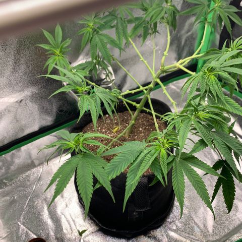 Gorilla Glue growlog timeline photo