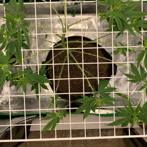Gorilla Glue growlog timeline photo