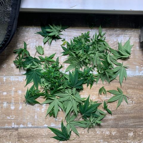 Gorilla Glue growlog timeline photo