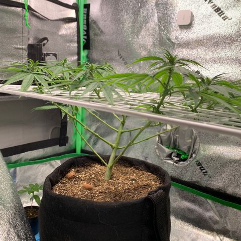 Gorilla Glue growlog timeline photo
