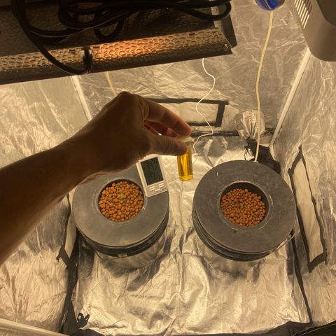 Nothern lights  #2 growlog photo: Completos al dia