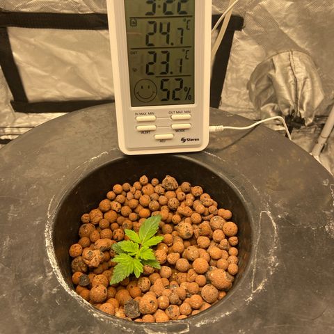 Nothern lights  #2 growlog timeline photo