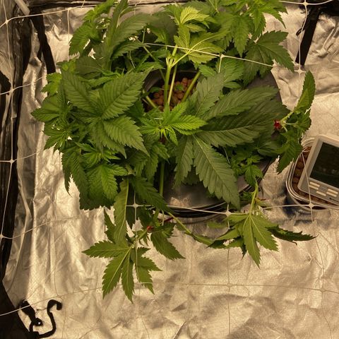 Nothern lights  #2 growlog photo: Semana 5 de nutimrientes 