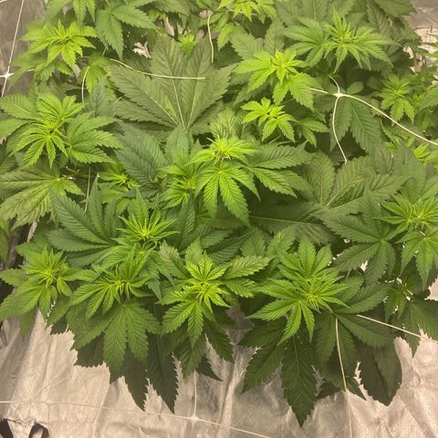 Nothern lights  #2 growlog timeline photo