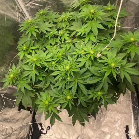 Nothern lights  #2 growlog timeline photo