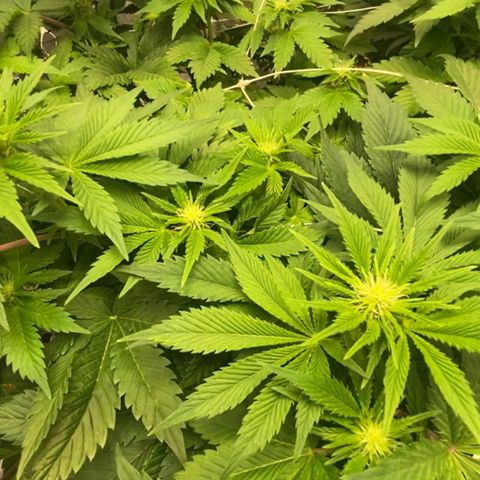 Nothern lights  #2 growlog timeline photo