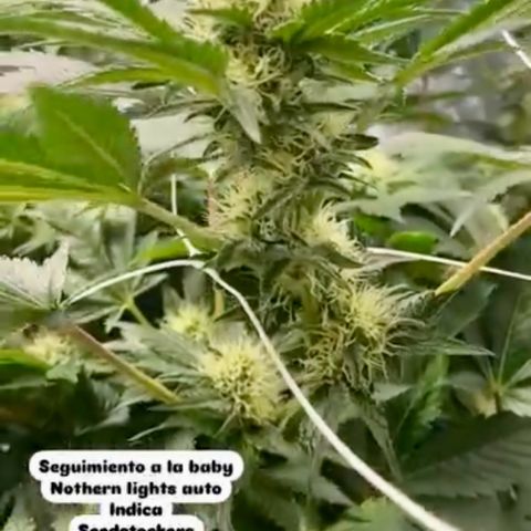 Nothern lights  #2 growlog timeline photo