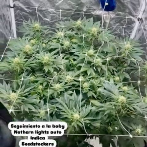 Nothern lights  #2 growlog timeline photo