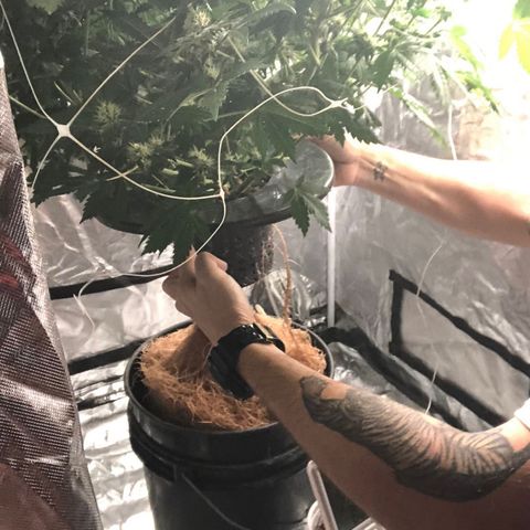 Nothern lights  #2 growlog timeline photo