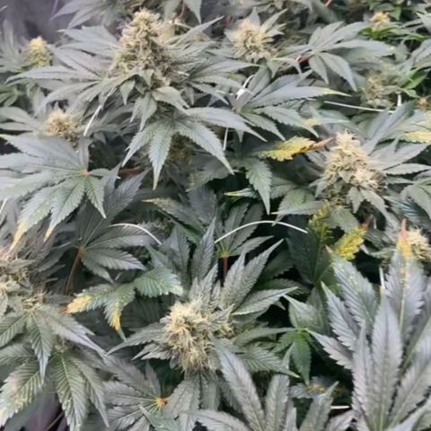 Nothern lights  #2 growlog timeline photo