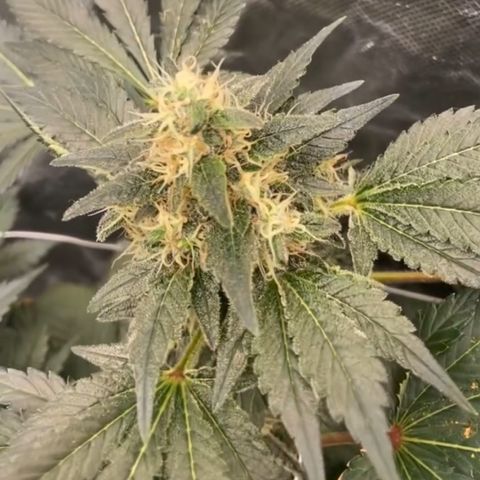 Nothern lights  #2 growlog timeline photo