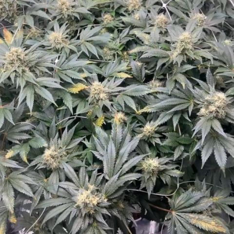 Nothern lights  #2 growlog timeline photo