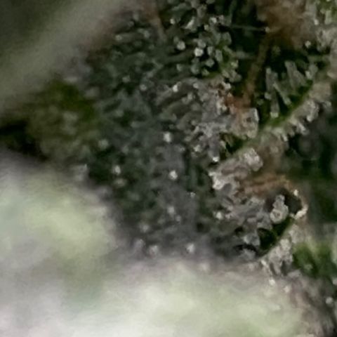 Nothern lights  #2 growlog photo: Empieza la limpieza de raiz solo con agua purificada