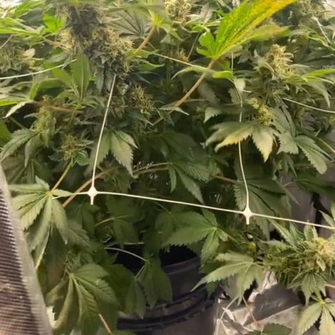 Nothern lights  #2 growlog photo: Empieza la limpieza de raiz solo con agua purificada