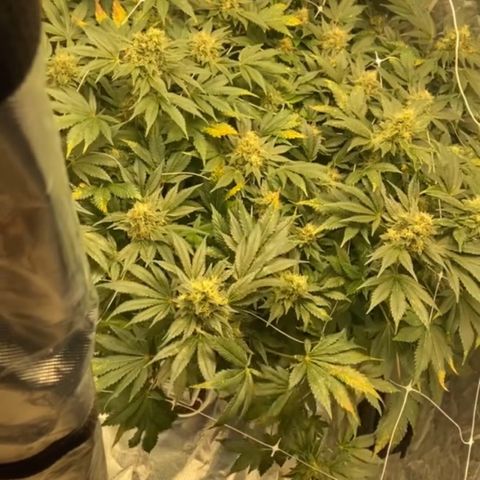 Nothern lights  #2 growlog photo: Empieza la limpieza de raiz solo con agua purificada