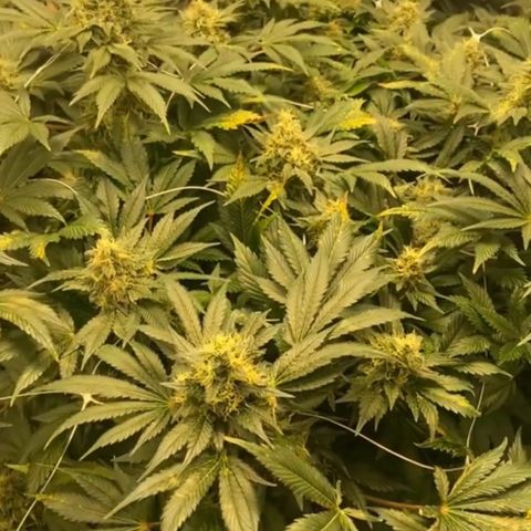 Nothern lights  #2 growlog photo: Empieza la limpieza de raiz solo con agua purificada