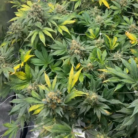 Nothern lights  #2 growlog photo: Ultimas semanas de flora a pura agua
