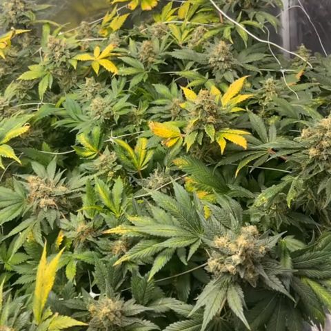 Nothern lights  #2 growlog photo: Ultimas semanas de flora a pura agua