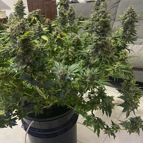 Nothern lights  #2 growlog photo: Defoliación y ultimos dias solo con agua…