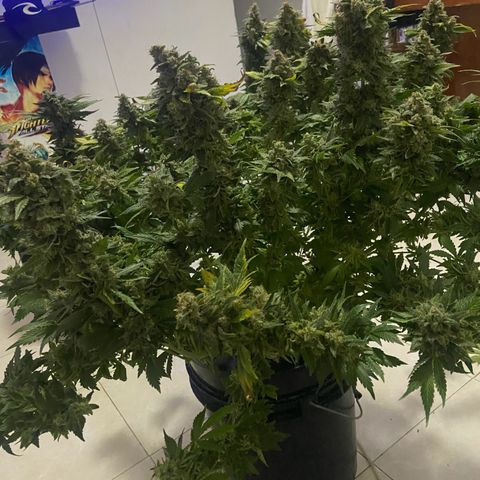 Nothern lights  #2 growlog photo: Defoliación y ultimos dias solo con agua…