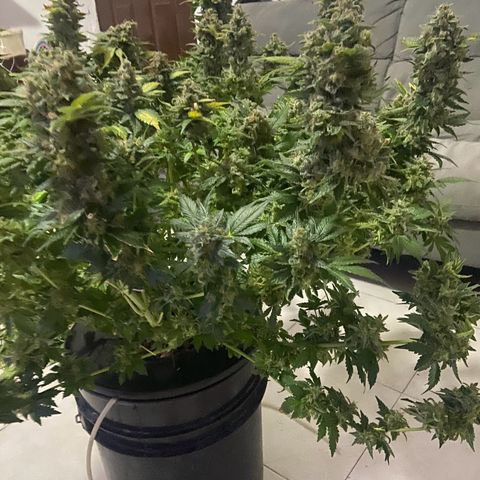 Nothern lights  #2 growlog photo: Defoliación y ultimos dias solo con agua…