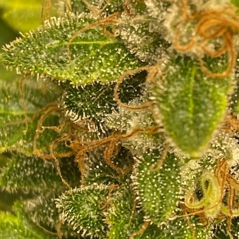 Nothern lights  #2 growlog photo: Defoliación y ultimos dias solo con agua…
