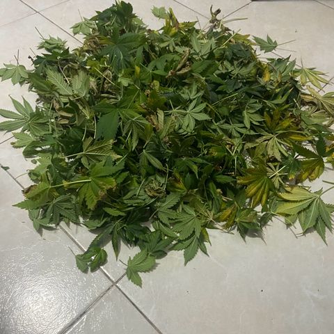 Nothern lights  #2 growlog photo: Defoliación y ultimos dias solo con agua…
