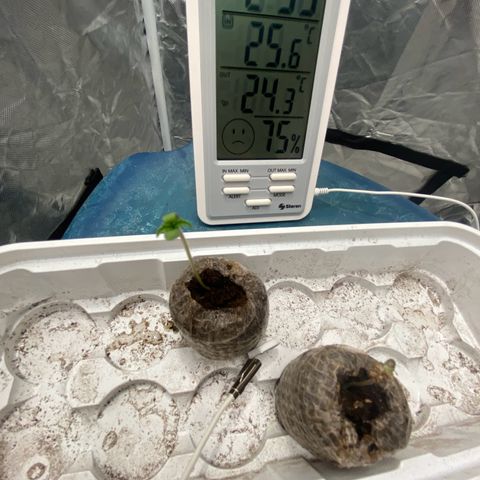 Nothern lights  #2 growlog photo: Germinado y enraizado en sacos de turba 
