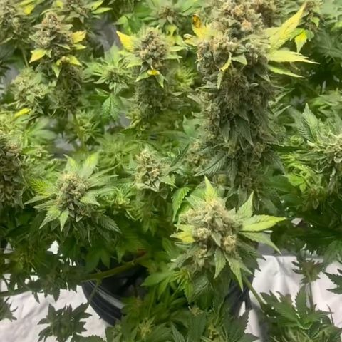 Nothern lights  #2 growlog timeline photo