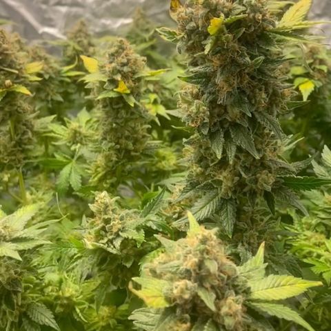 Nothern lights  #2 growlog timeline photo