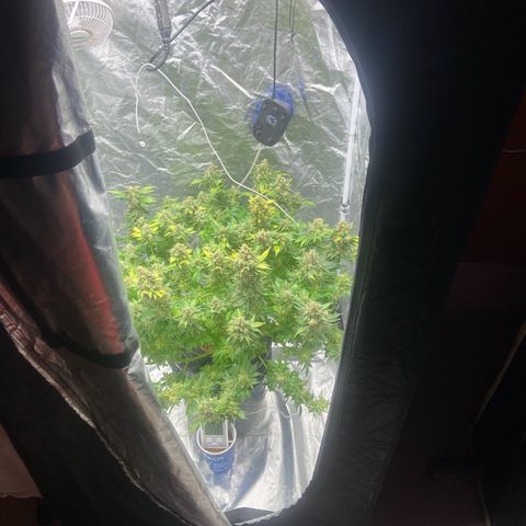Nothern lights  #2 growlog timeline photo