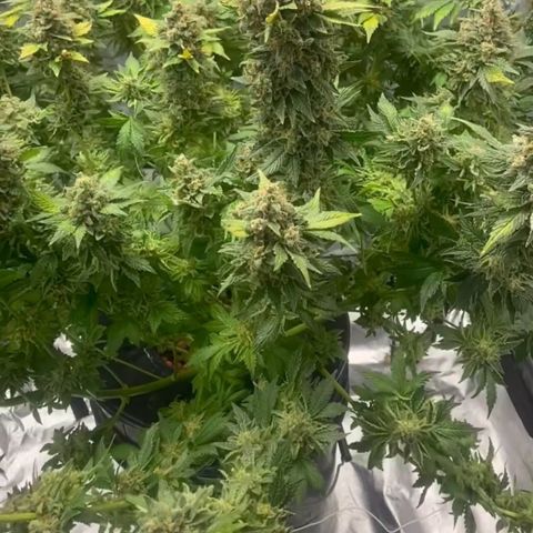 Nothern lights  #2 growlog timeline photo