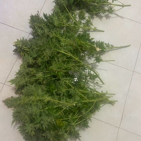 Nothern lights  #2 growlog photo: Cortado y colgado para secado
