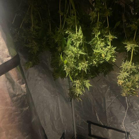 Nothern lights  #2 growlog photo: Cortado y colgado para secado