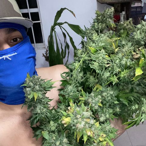 Nothern lights  #2 growlog photo: Cortado y colgado para secado