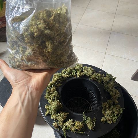 Nothern lights  #2 growlog photo: 200g de hidro nothern ligths auto 