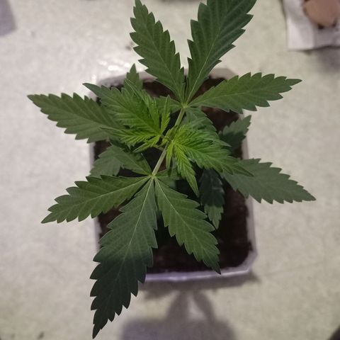 Auto Skunk growlog photo: 31 jour avant flo