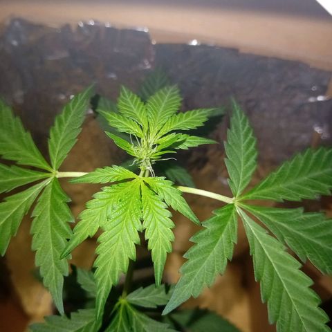 Auto Skunk growlog photo: 31 jour avant flo