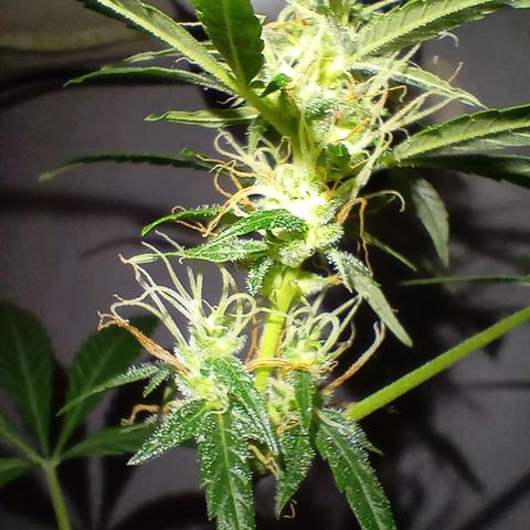 Auto Skunk growlog timeline photo