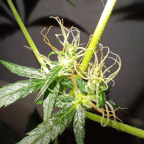 Auto Skunk growlog timeline photo