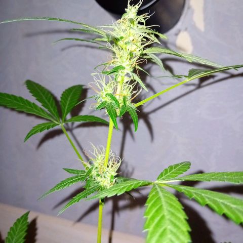 Auto Skunk growlog timeline photo