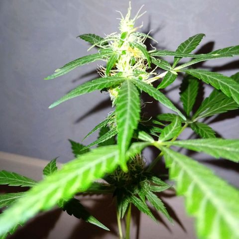 Auto Skunk growlog timeline photo