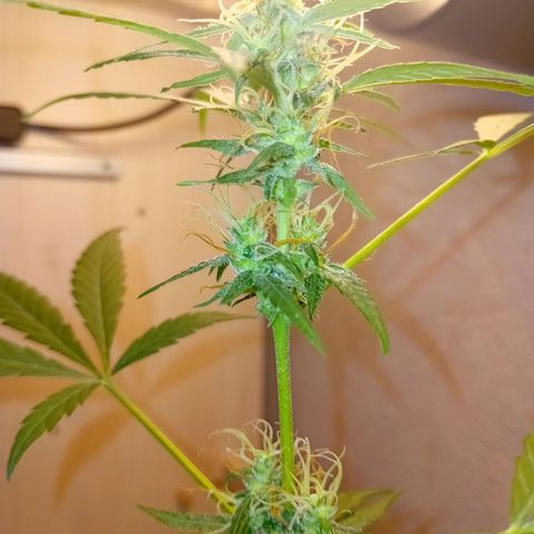 Auto Skunk growlog photo: Formation 💎