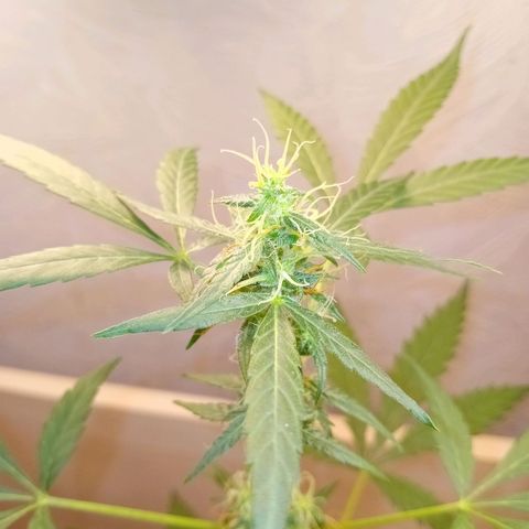 Auto Skunk growlog photo: Formation 💎