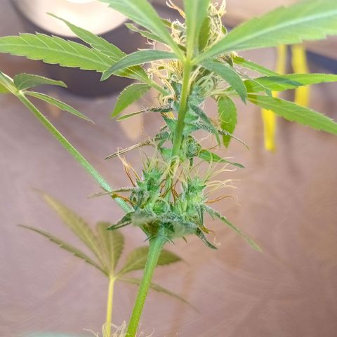 Auto Skunk growlog photo: Formation 💎