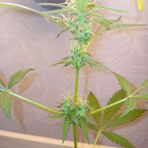 Auto Skunk growlog photo: One bud ?