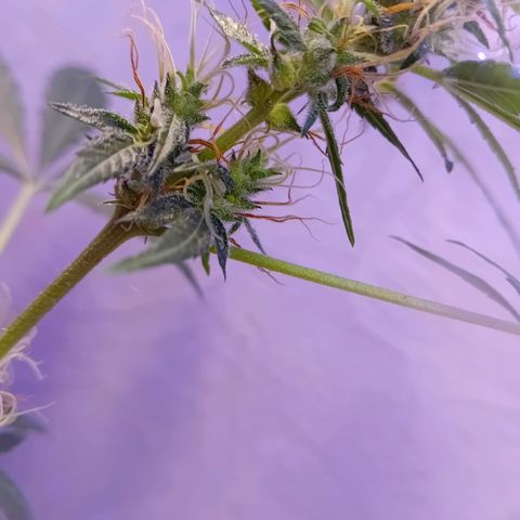 Auto Skunk growlog photo: Preflower