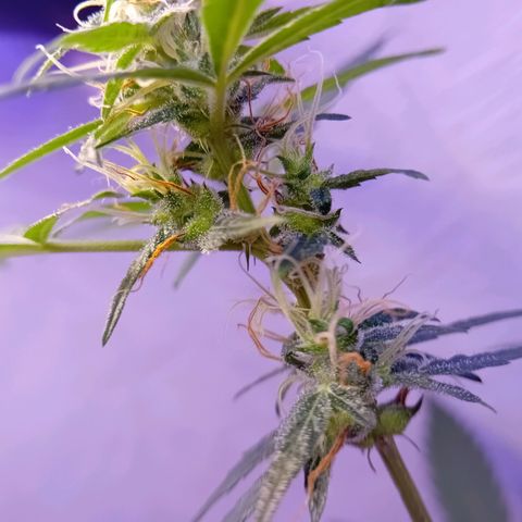 Auto Skunk growlog photo: Preflower